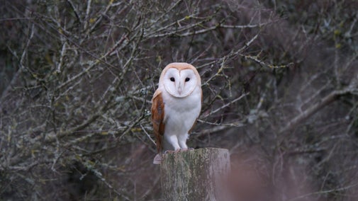 A barn owl sits on top of a fence post in winter.